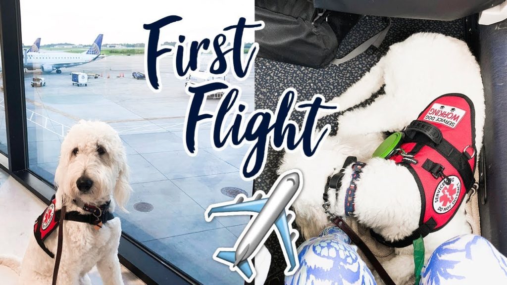 First Time Flying with my Service Dog