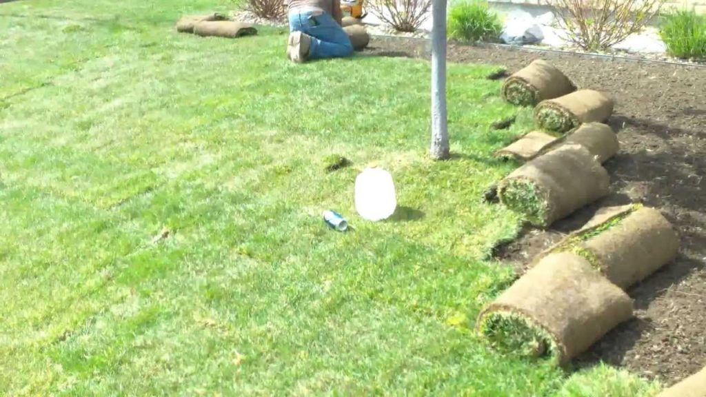 How To Install Sod By Denver Landscape Contractor