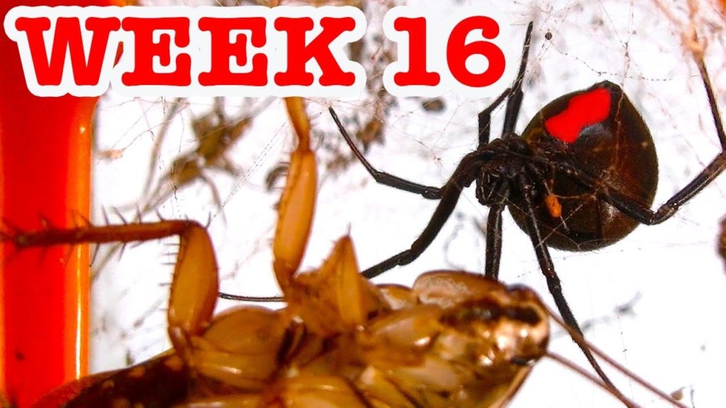 Deadly Spiders Vs Eucalyptus Spray & Thomas The Spider Tank Inspection Week 16