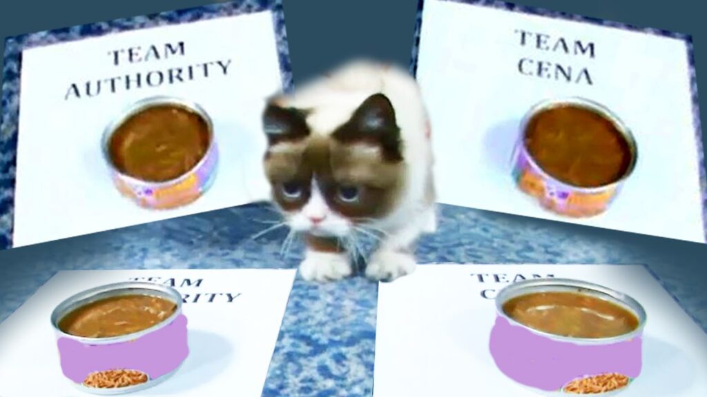 Grumpy Cat predicts winner of Team Cena vs. Team Authority