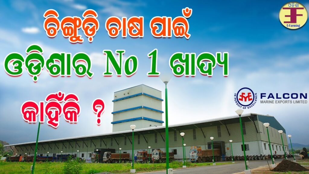 Falcon Marine Exports Limited. Best Shrimp Food Provider in Odisha.
