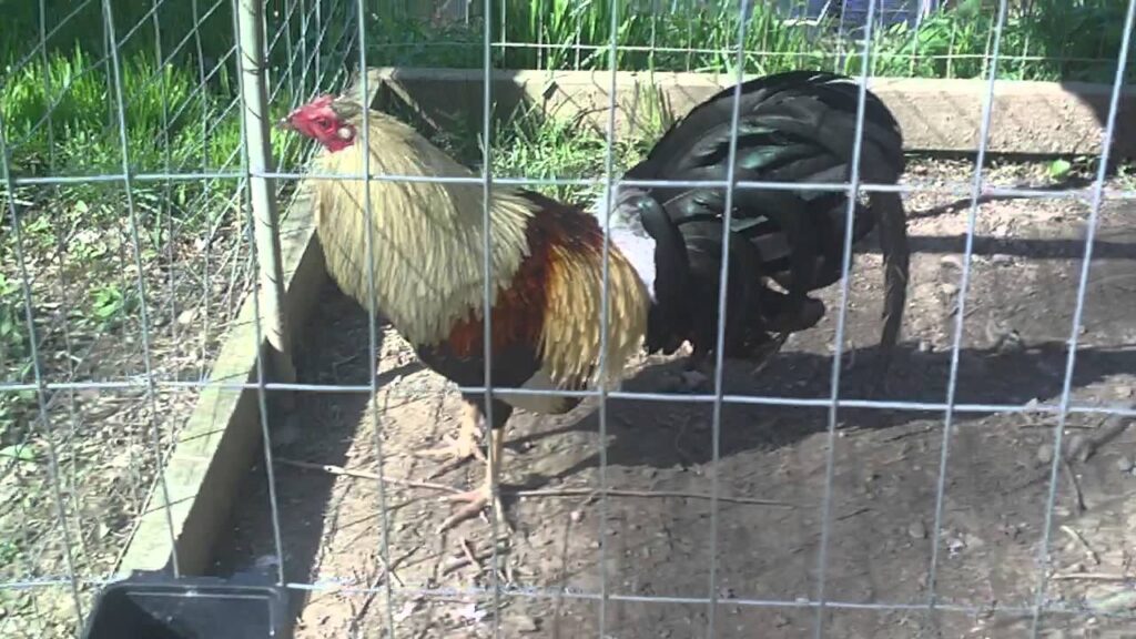 GAMEFOWL CHICKEN FARM , GAME COCK ROOSTERS FOR SALE