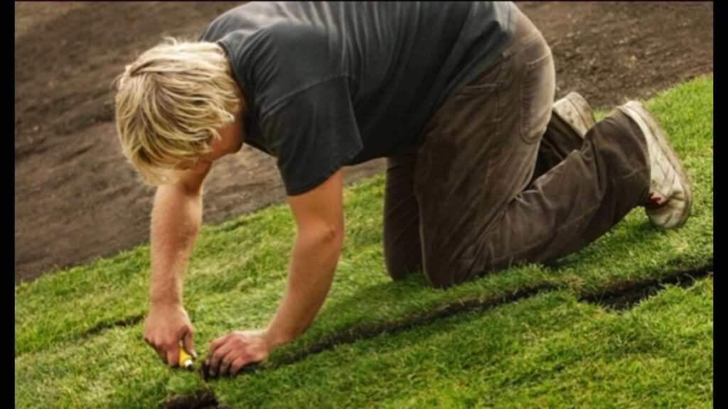 An Eye for detail landscape maintenance, tree removal & sod installation services