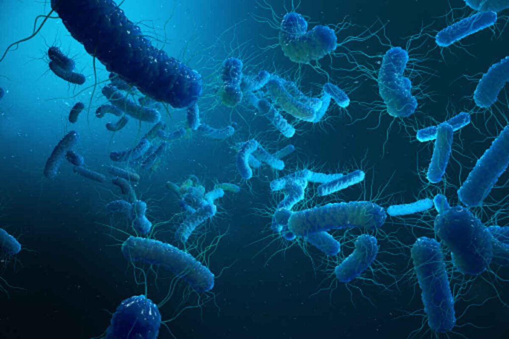 cholera