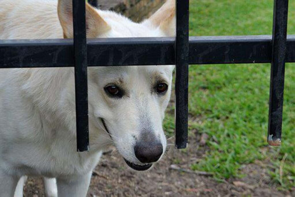 Pet Assure Reviews