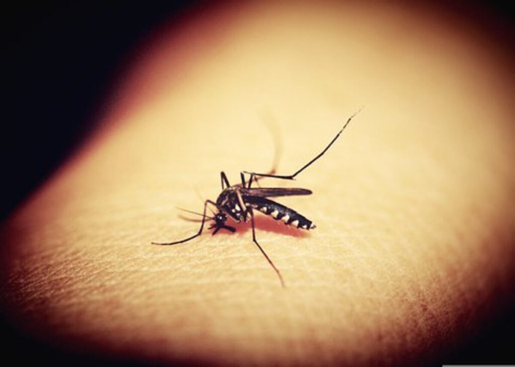 malaria symptoms