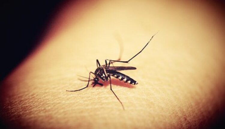 malaria symptoms