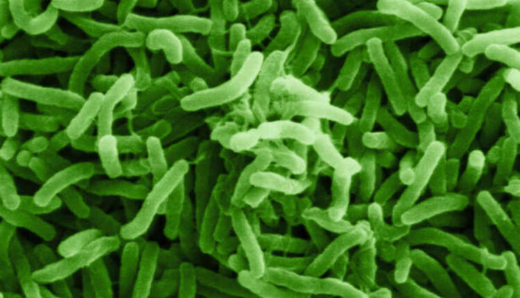 what is cholera