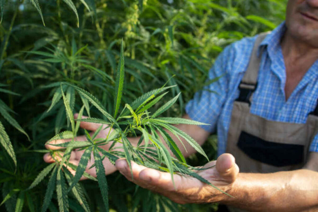 Major Features of Harbor City Hemp Uni Pro