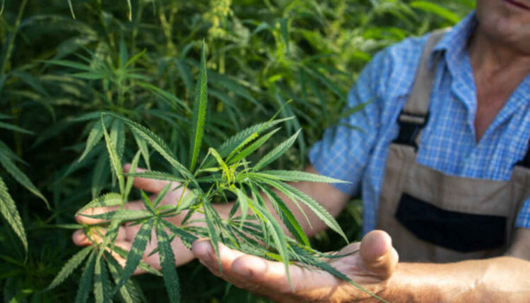Major Features of Harbor City Hemp Uni Pro