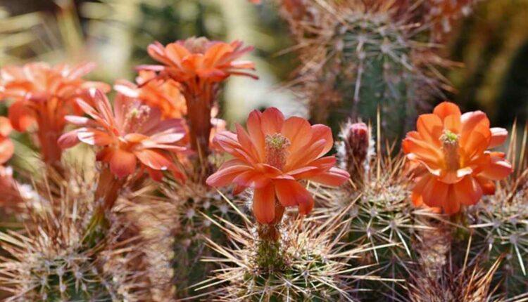 Psychoactive Properties of Peyote Cactus Explained
