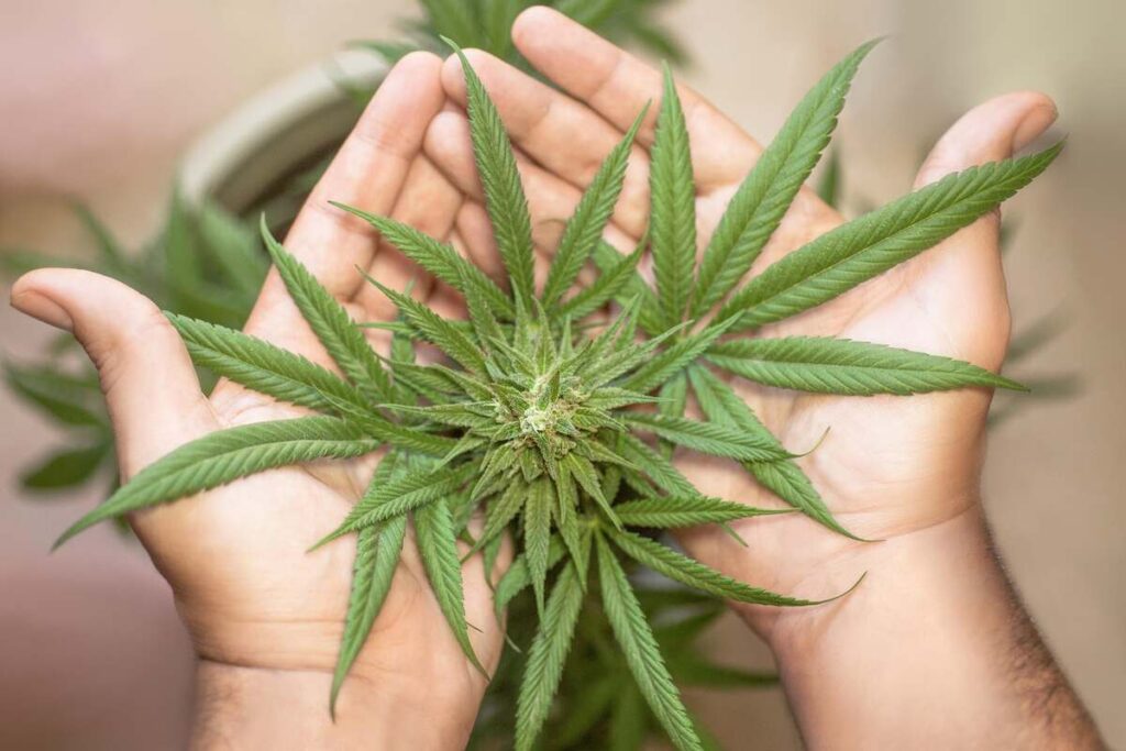 Cannabis Delivery in Pelham Manor