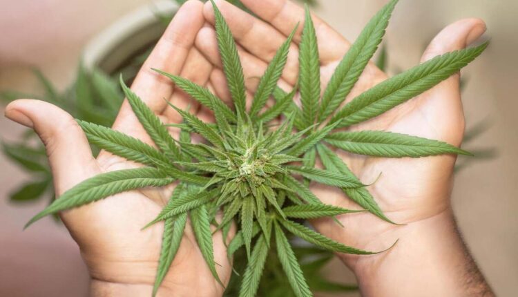 Cannabis Delivery in Pelham Manor